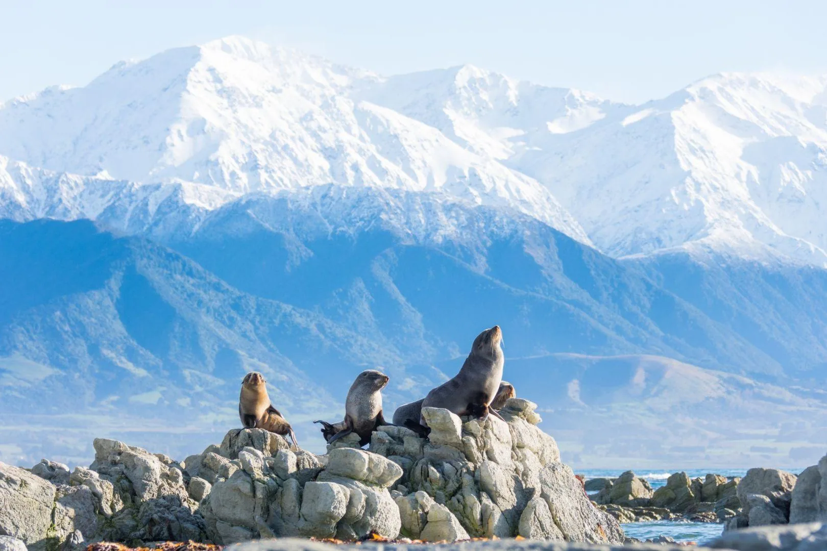 Kaikōura Coastal Escape