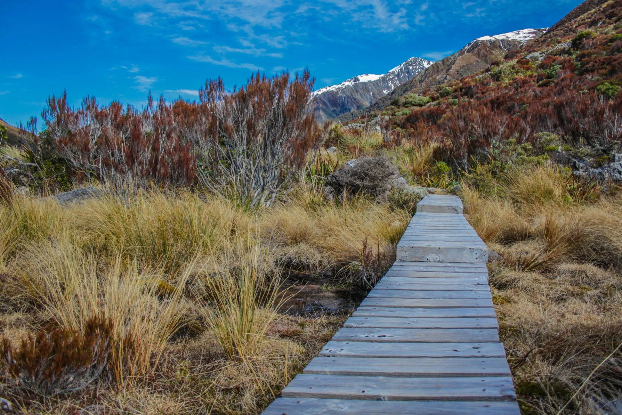 TranzAlpine Train, Arthur’s Pass & Castle Hill Experience