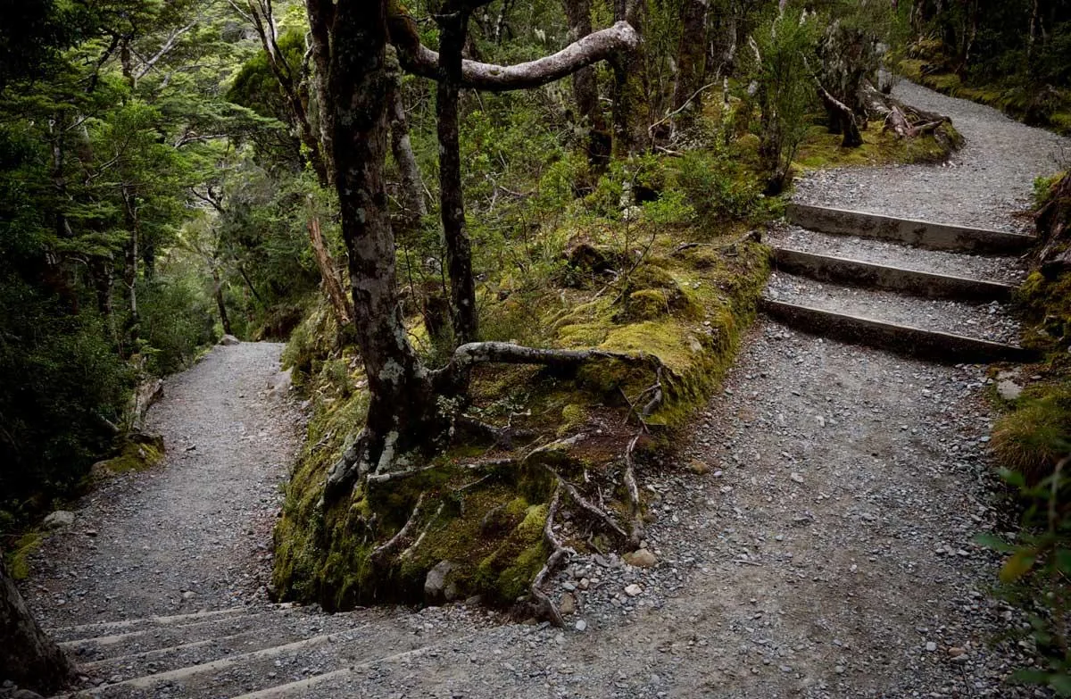 TranzAlpine Train, Arthur’s Pass & Castle Hill Experience