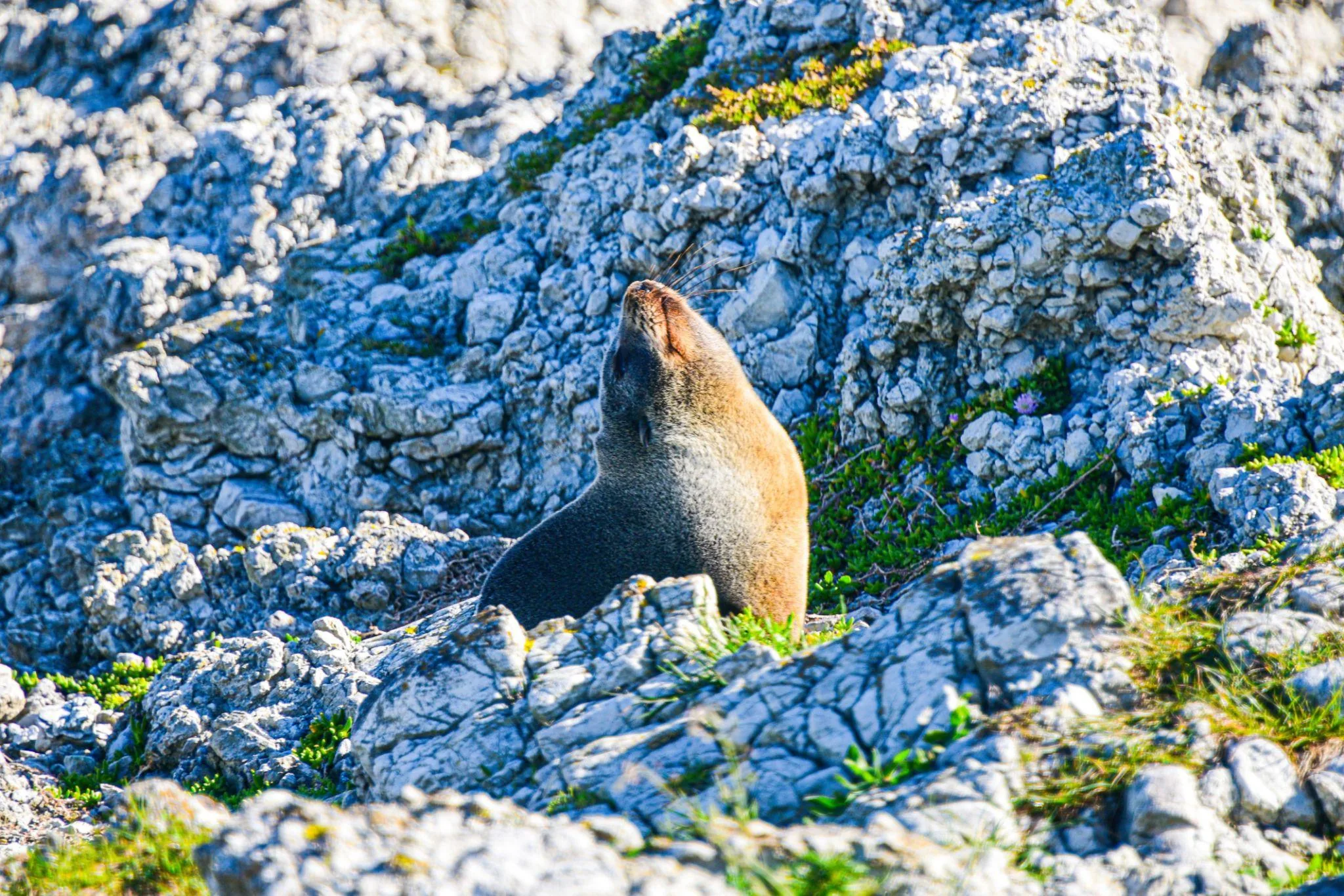 Kaikōura Coastal Escape